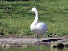 Whistling Swan (WWT Slimbridge March 2019) - pic by Nigel Key